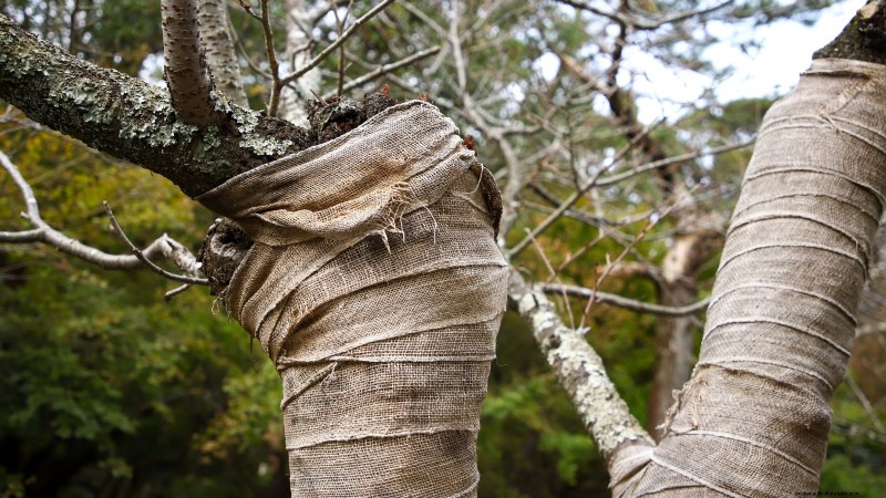 Protect Your Fruit Trees from Frost: Expert Winter Care Tips