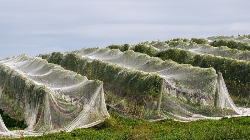 Protect Your Fruit Trees from Frost: Expert Winter Care Tips