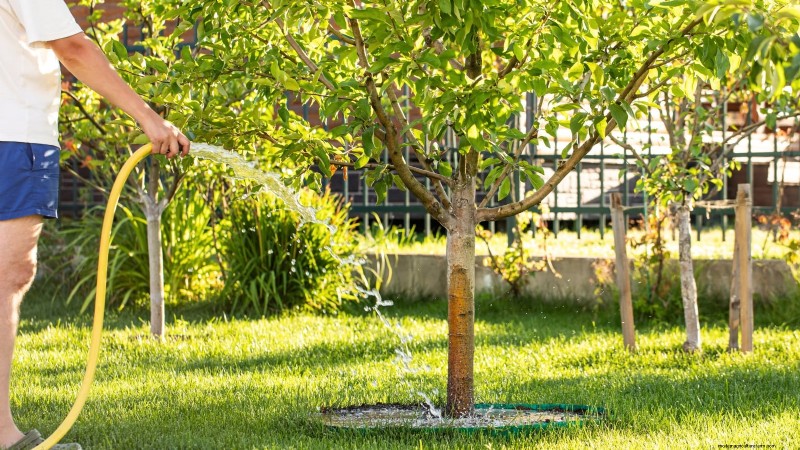 Protect Your Fruit Trees from Frost: Expert Winter Care Tips