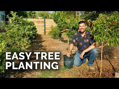 Best Low-Maintenance Fruit Trees for Home Gardens