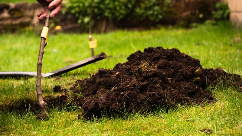 Best Low-Maintenance Fruit Trees for Home Gardens