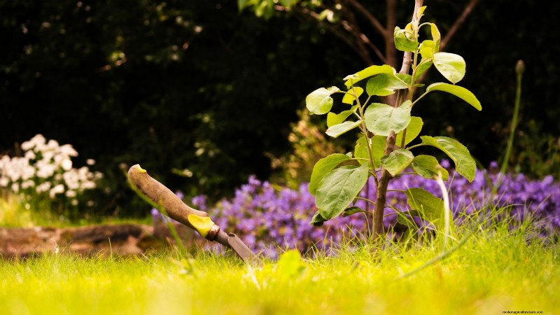 Best Low-Maintenance Fruit Trees for Home Gardens