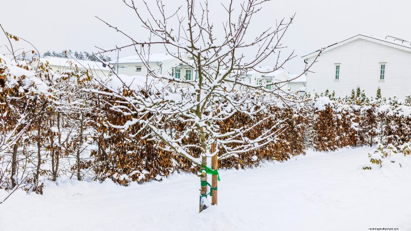 Best Low-Maintenance Fruit Trees for Home Gardens