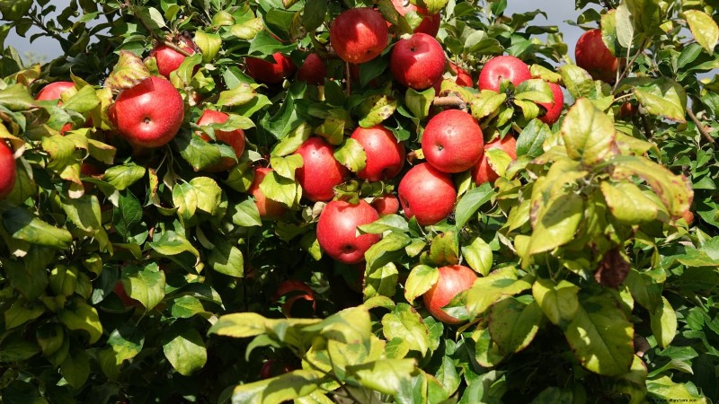 Best Low-Maintenance Fruit Trees for Home Gardens