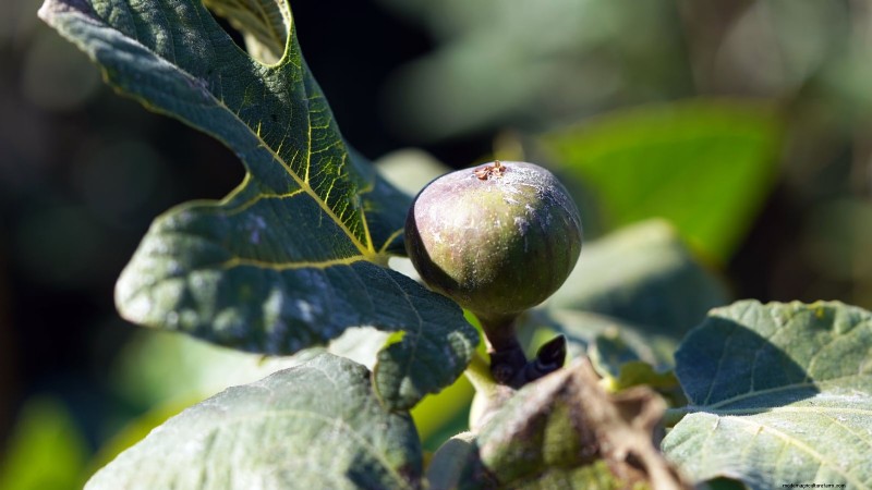 Best Low-Maintenance Fruit Trees for Home Gardens