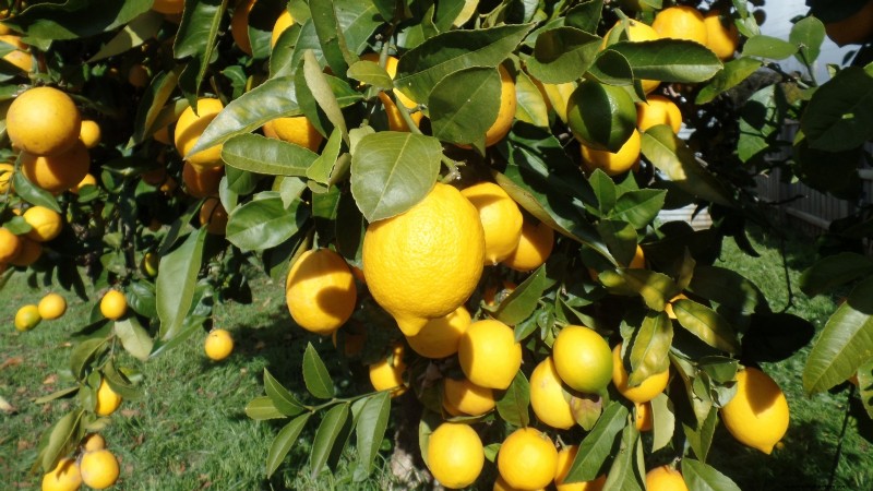 Best Low-Maintenance Fruit Trees for Home Gardens