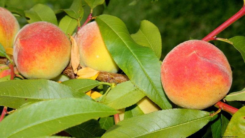 Best Low-Maintenance Fruit Trees for Home Gardens