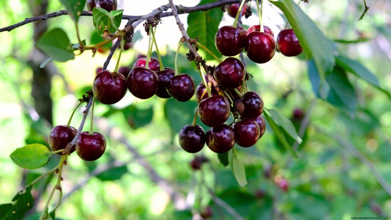 Best Low-Maintenance Fruit Trees for Home Gardens