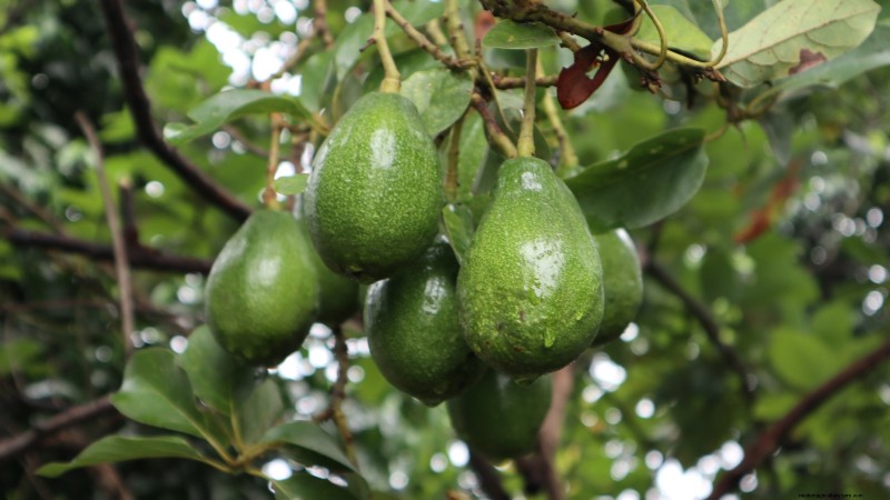 Best Low-Maintenance Fruit Trees for Home Gardens