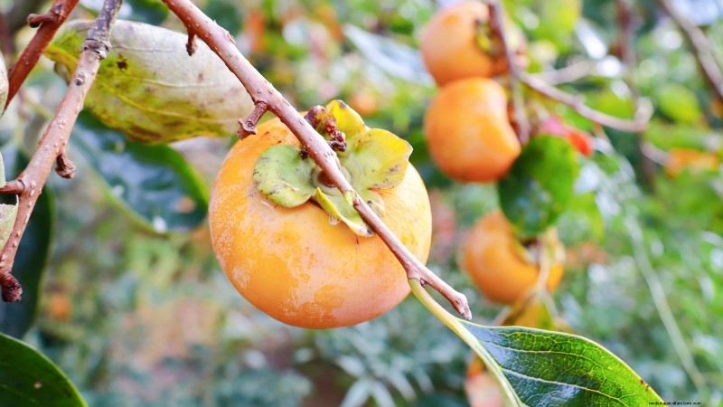 Best Low-Maintenance Fruit Trees for Home Gardens