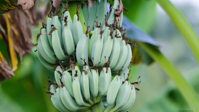 Best Low-Maintenance Fruit Trees for Home Gardens