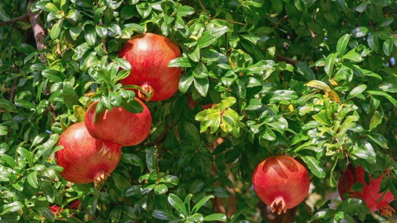 Best Low-Maintenance Fruit Trees for Home Gardens