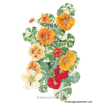 Indoor Edible Gardening: 35 Plants for Winter Harvest