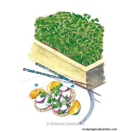 Indoor Edible Gardening: 35 Plants for Winter Harvest