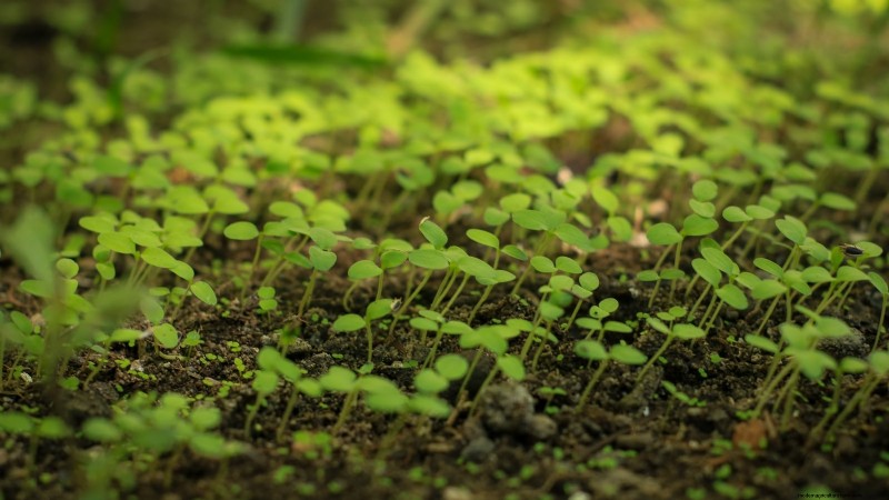 Indoor Edible Gardening: 35 Plants for Winter Harvest