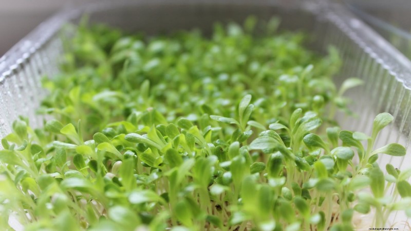 Indoor Edible Gardening: 35 Plants for Winter Harvest