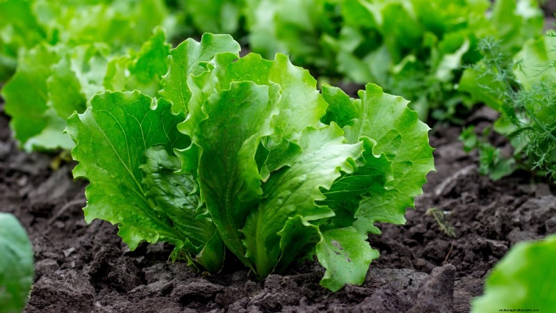 Indoor Edible Gardening: 35 Plants for Winter Harvest
