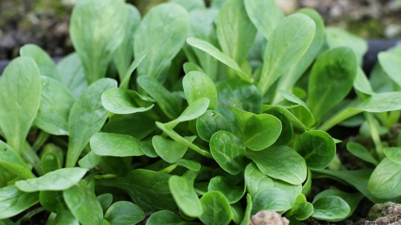 Indoor Edible Gardening: 35 Plants for Winter Harvest