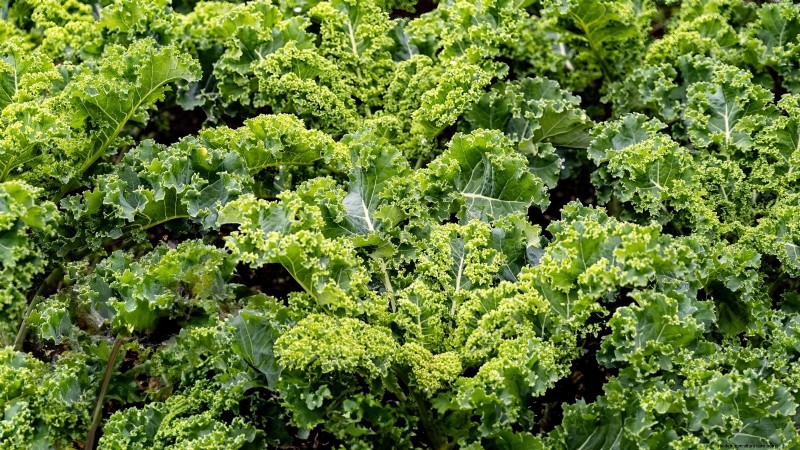 Indoor Edible Gardening: 35 Plants for Winter Harvest