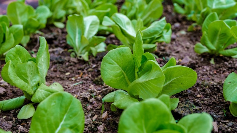 Indoor Edible Gardening: 35 Plants for Winter Harvest