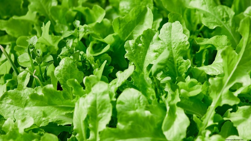 Indoor Edible Gardening: 35 Plants for Winter Harvest
