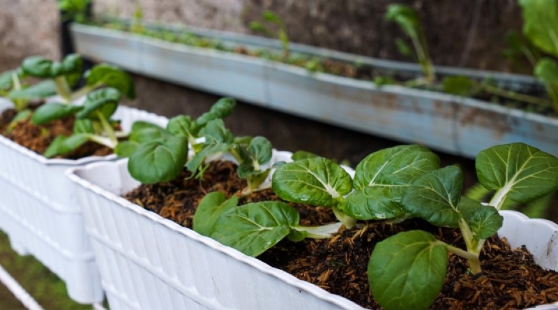 Indoor Edible Gardening: 35 Plants for Winter Harvest