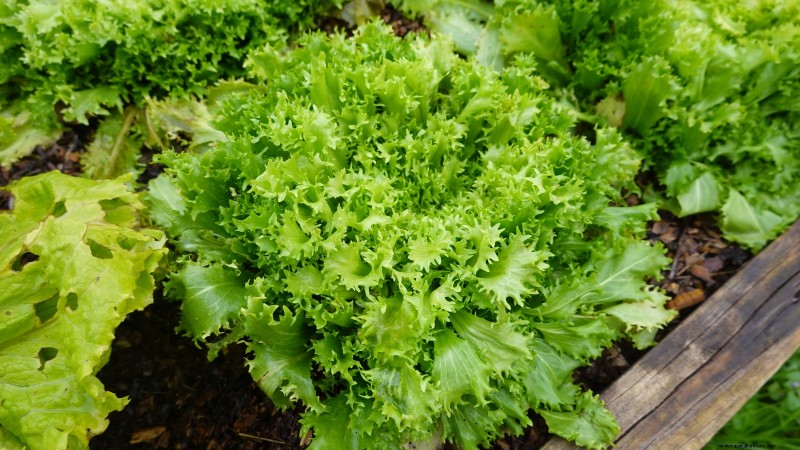 Indoor Edible Gardening: 35 Plants for Winter Harvest