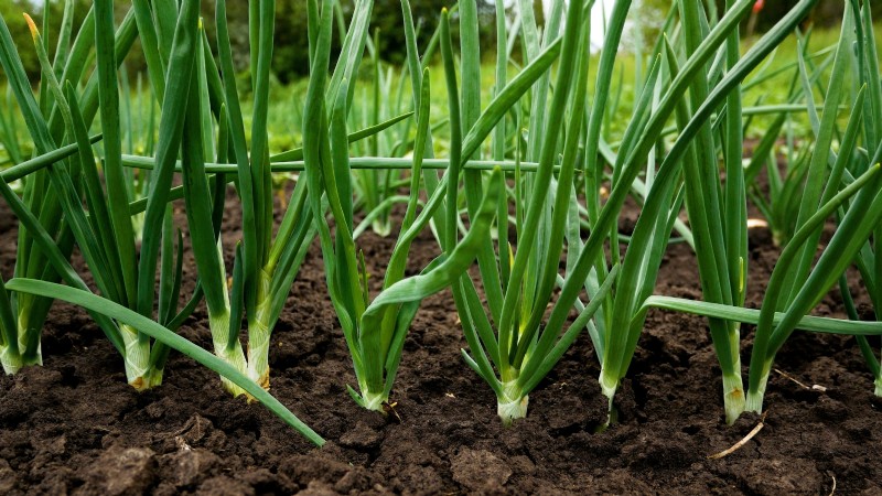Indoor Edible Gardening: 35 Plants for Winter Harvest