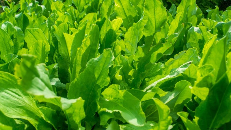 Indoor Edible Gardening: 35 Plants for Winter Harvest