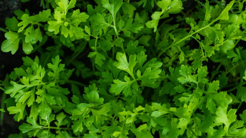 Indoor Edible Gardening: 35 Plants for Winter Harvest