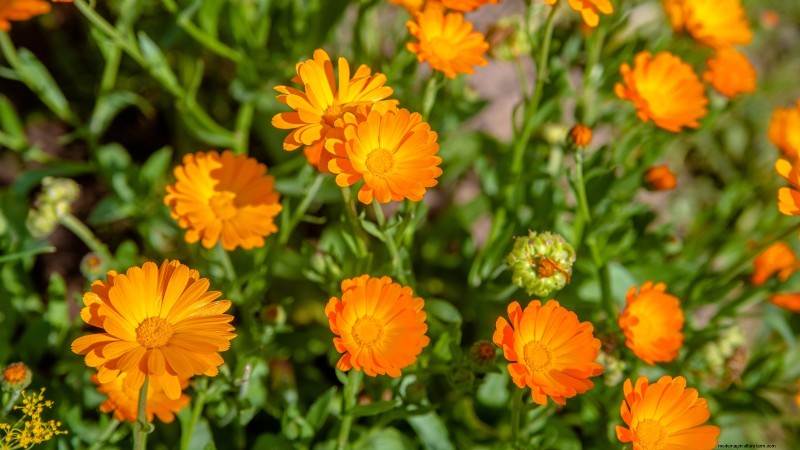 Indoor Edible Gardening: 35 Plants for Winter Harvest