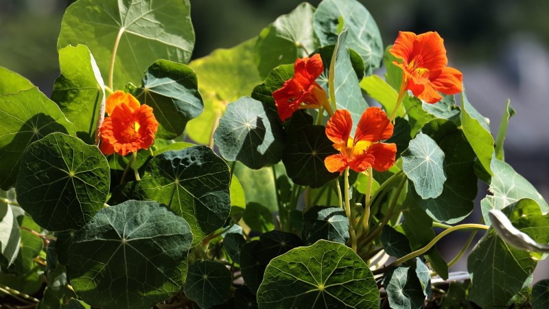 Indoor Edible Gardening: 35 Plants for Winter Harvest