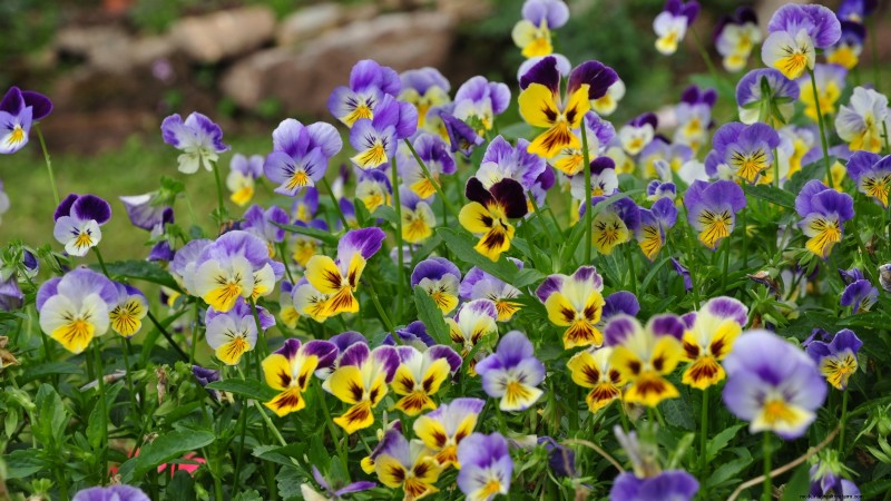 Indoor Edible Gardening: 35 Plants for Winter Harvest