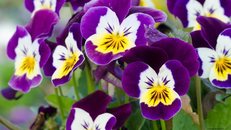Indoor Edible Gardening: 35 Plants for Winter Harvest