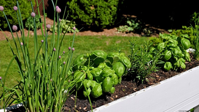 Indoor Edible Gardening: 35 Plants for Winter Harvest