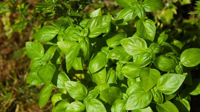 Indoor Edible Gardening: 35 Plants for Winter Harvest