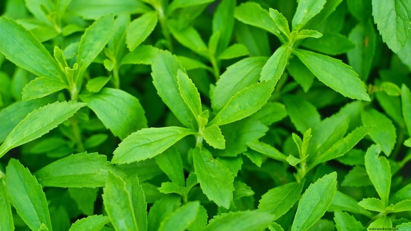 Indoor Edible Gardening: 35 Plants for Winter Harvest
