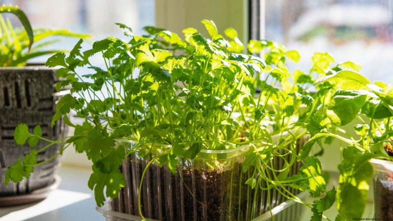 Indoor Edible Gardening: 35 Plants for Winter Harvest