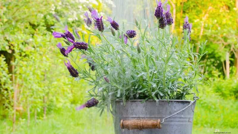 Indoor Edible Gardening: 35 Plants for Winter Harvest