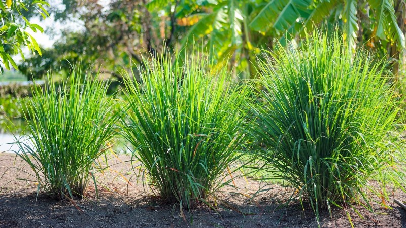 Indoor Edible Gardening: 35 Plants for Winter Harvest