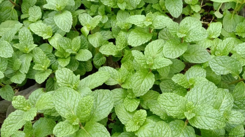 Indoor Edible Gardening: 35 Plants for Winter Harvest