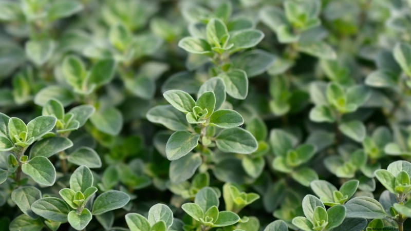 Indoor Edible Gardening: 35 Plants for Winter Harvest