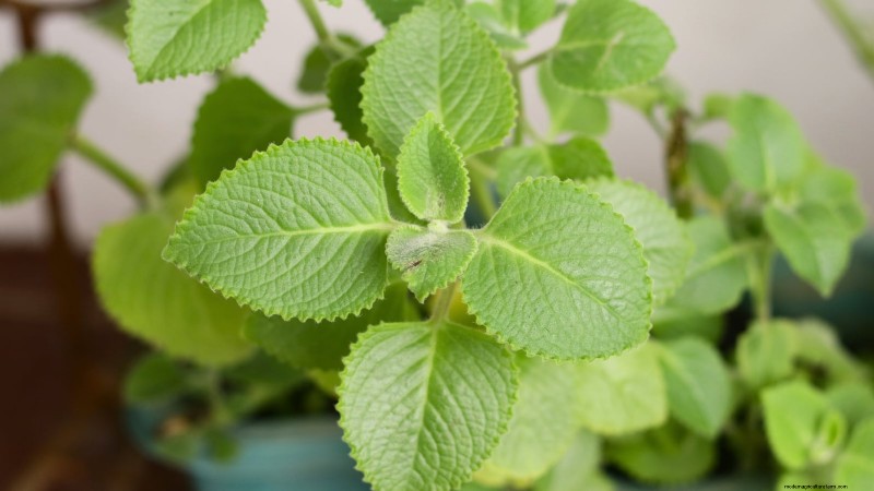 Indoor Edible Gardening: 35 Plants for Winter Harvest