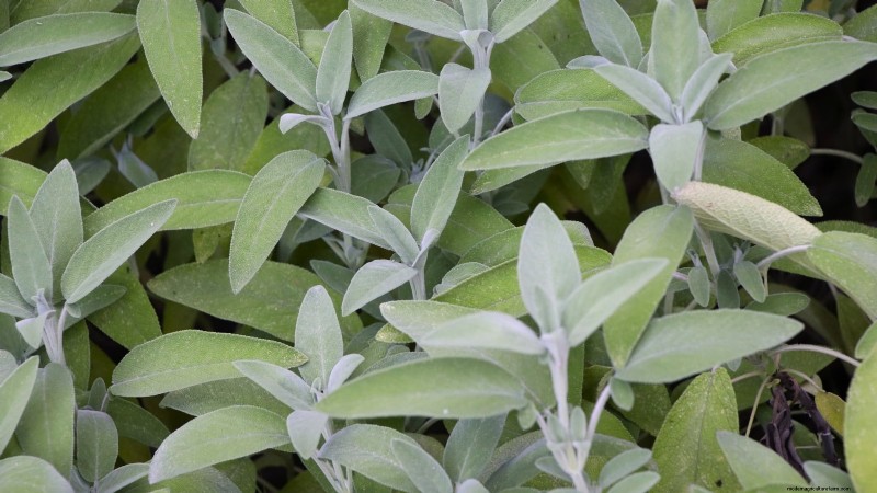 Indoor Edible Gardening: 35 Plants for Winter Harvest