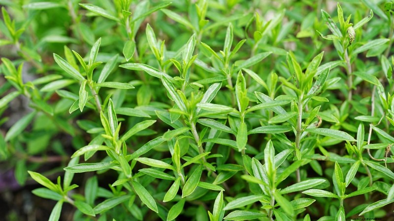 Indoor Edible Gardening: 35 Plants for Winter Harvest