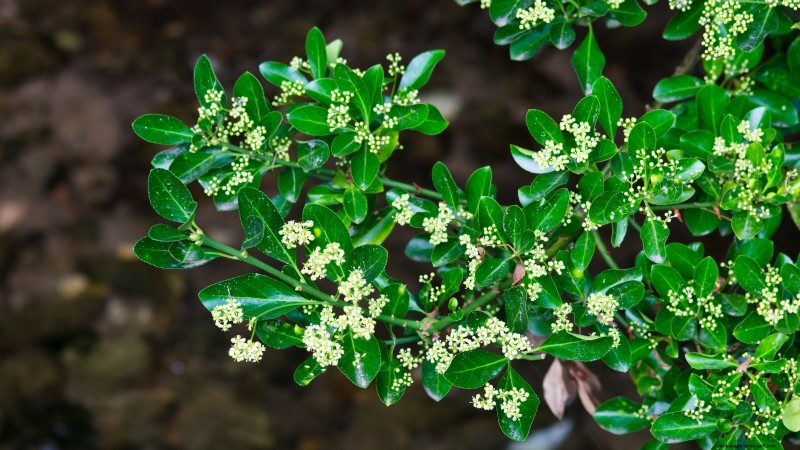 Indoor Edible Gardening: 35 Plants for Winter Harvest