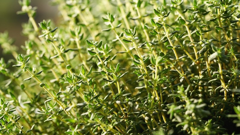 Indoor Edible Gardening: 35 Plants for Winter Harvest