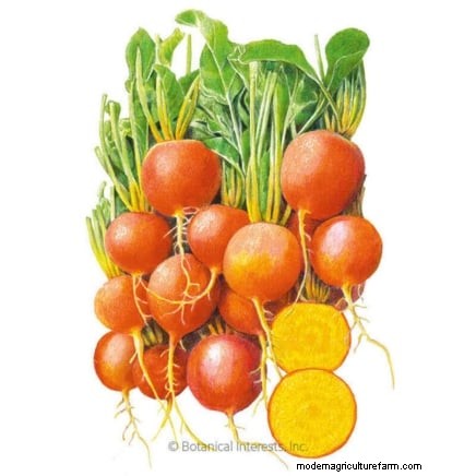 Grow Your Own Nutrient-Rich Microgreens: A Beginner s Guide