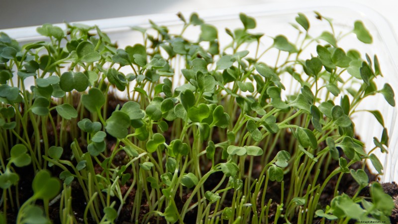 Grow Your Own Nutrient-Rich Microgreens: A Beginner s Guide