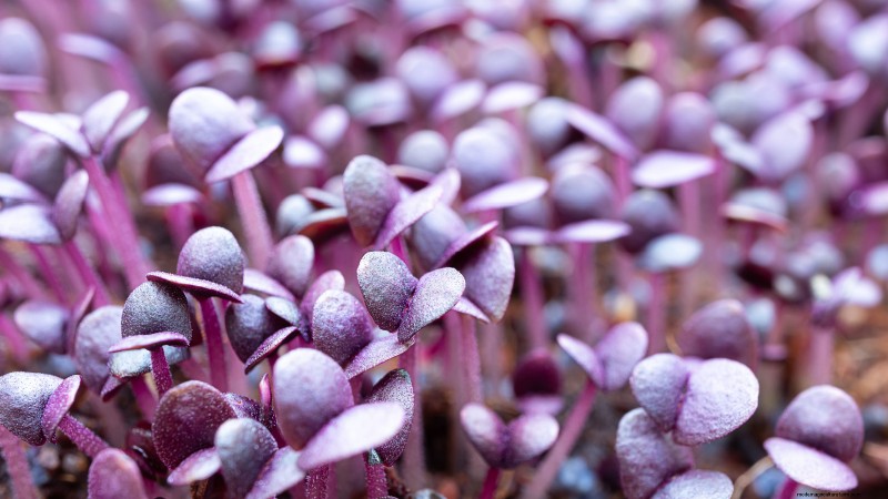 Grow Your Own Nutrient-Rich Microgreens: A Beginner s Guide
